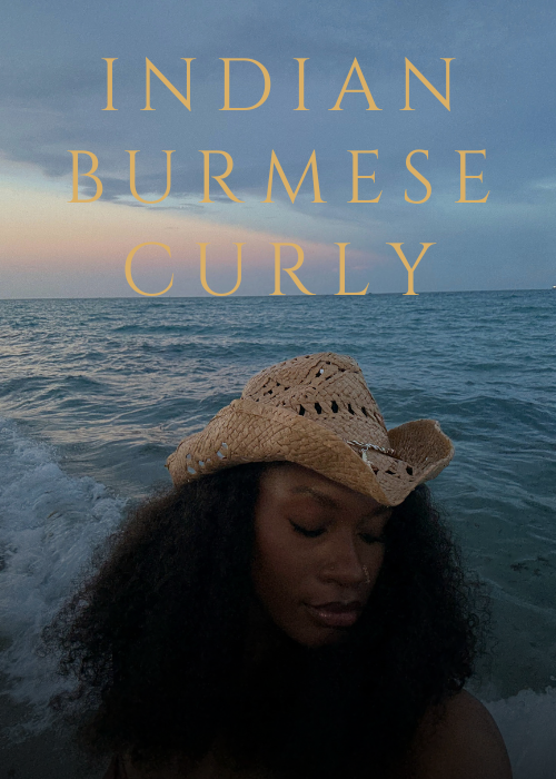 Indian Burmese Curly
